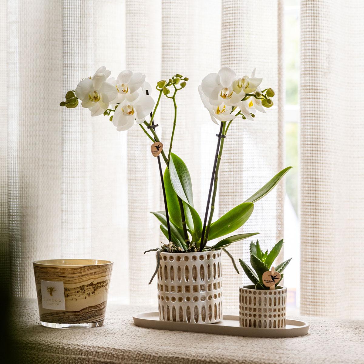Ensemble de plantes Le Chic petit | Orchidée Phalaenopsis blanche, Amabilis et succulente, avec pots décoratifs en céramique