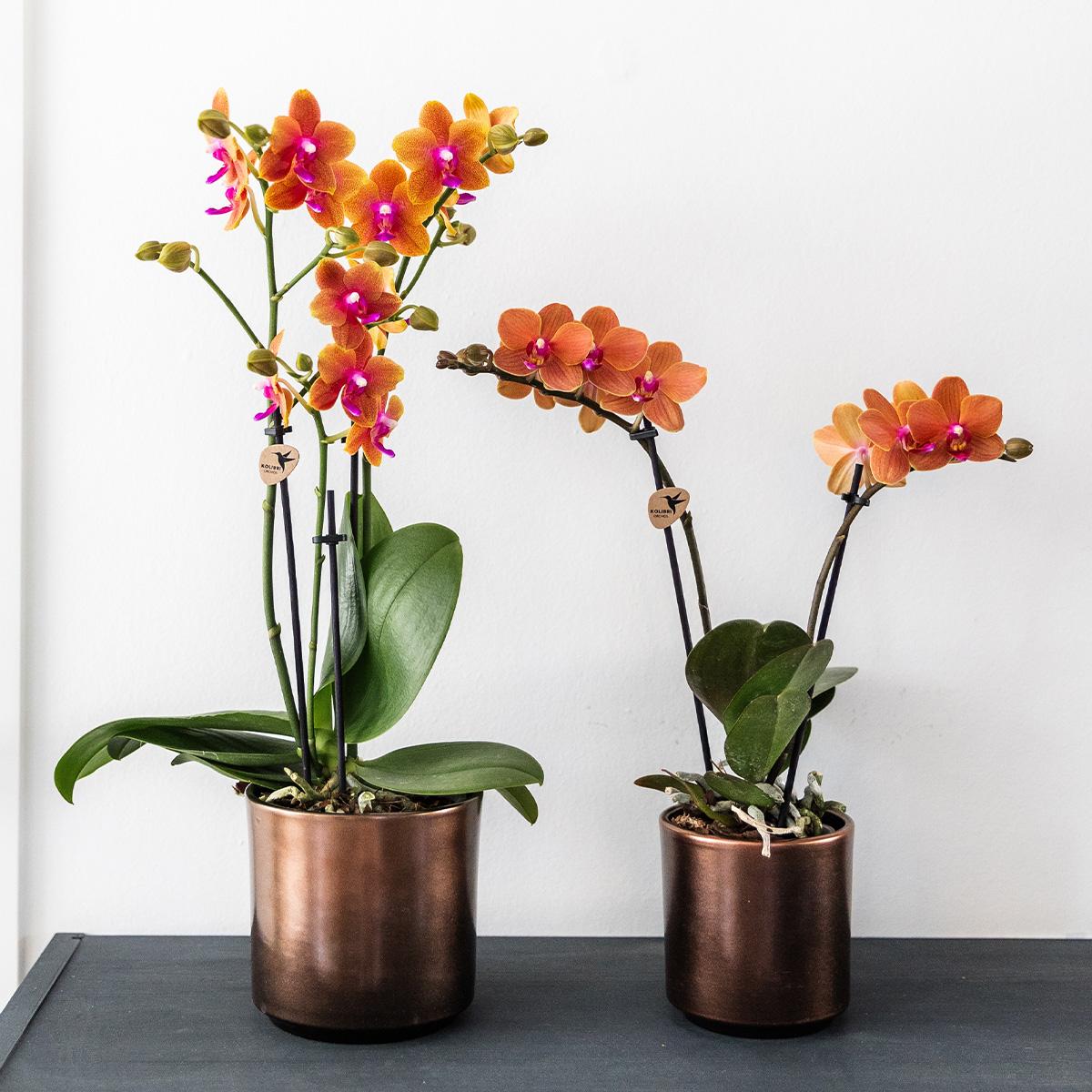 Orchidée Phalaenopsis parfumée à l'orange - Parfum - taille du pot Ø9cm