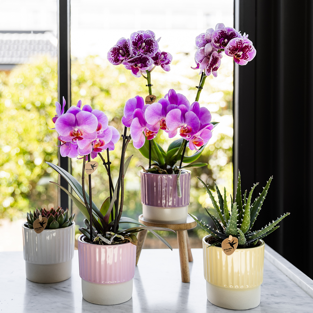 Paars roze phalaenopsis orchidee potmaat Ø9cm - Frederikstad