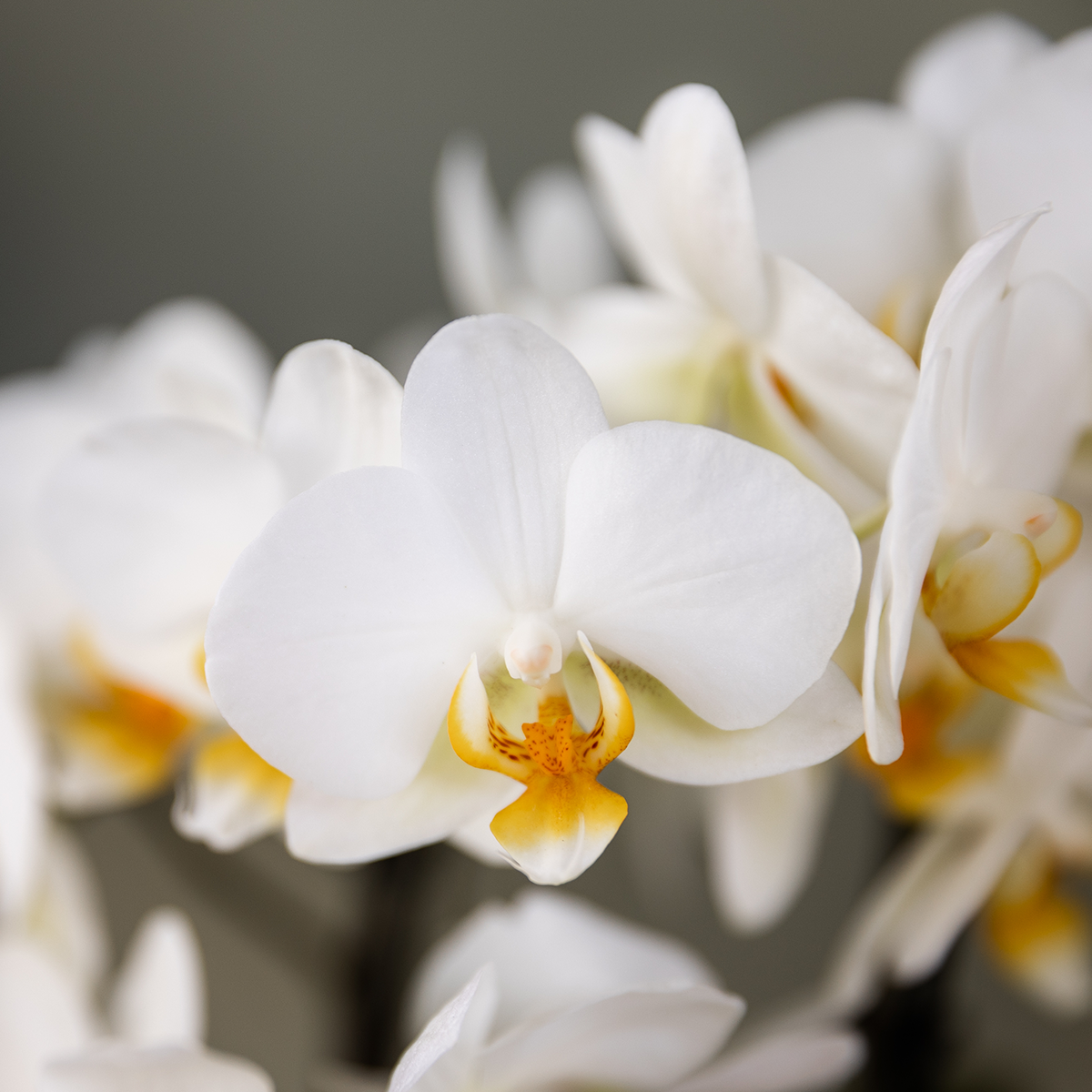 Surprise box mix | Planten voordeel box | verrassingsbox met 2 verschillende orchideeën Ø9cm