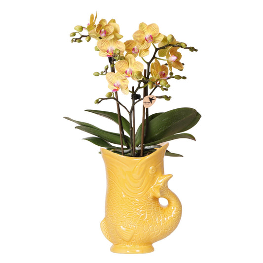 Gele orchidee Lima + Fish sierpot - potmaat Ø9cm