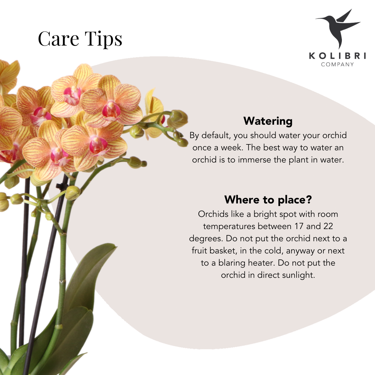 Kolibri Company - Planten set Coral Oranje | Set met oranje Phalaenopsis orchidee Jamaica Ø9cm en groene plant Calathea Ø6cm | incl. oranje keramieken sierpotten