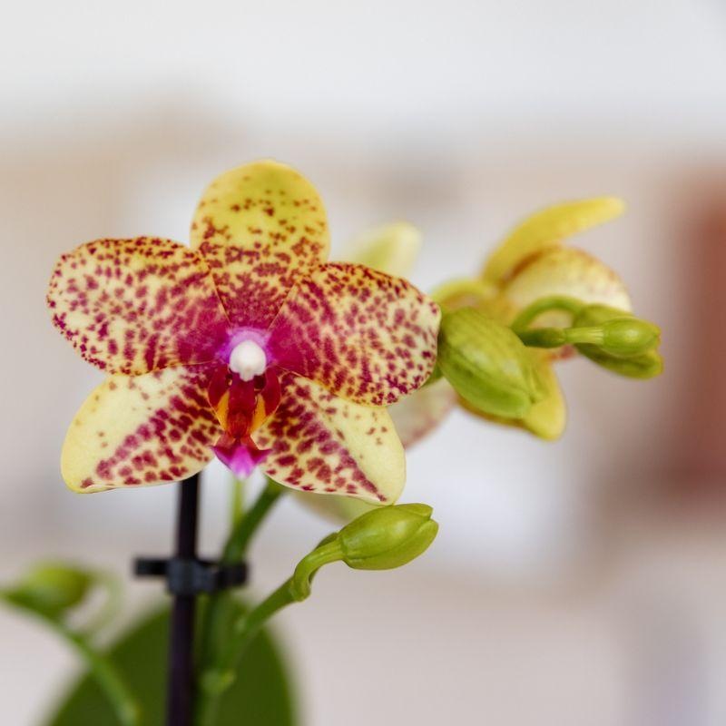 Oranje gele phalaenopsis orchidee potmaat Ø9cm - Grosseto