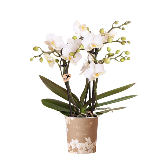 Witte phalaenopsis orchidee potmaat Ø9cm - Zürich