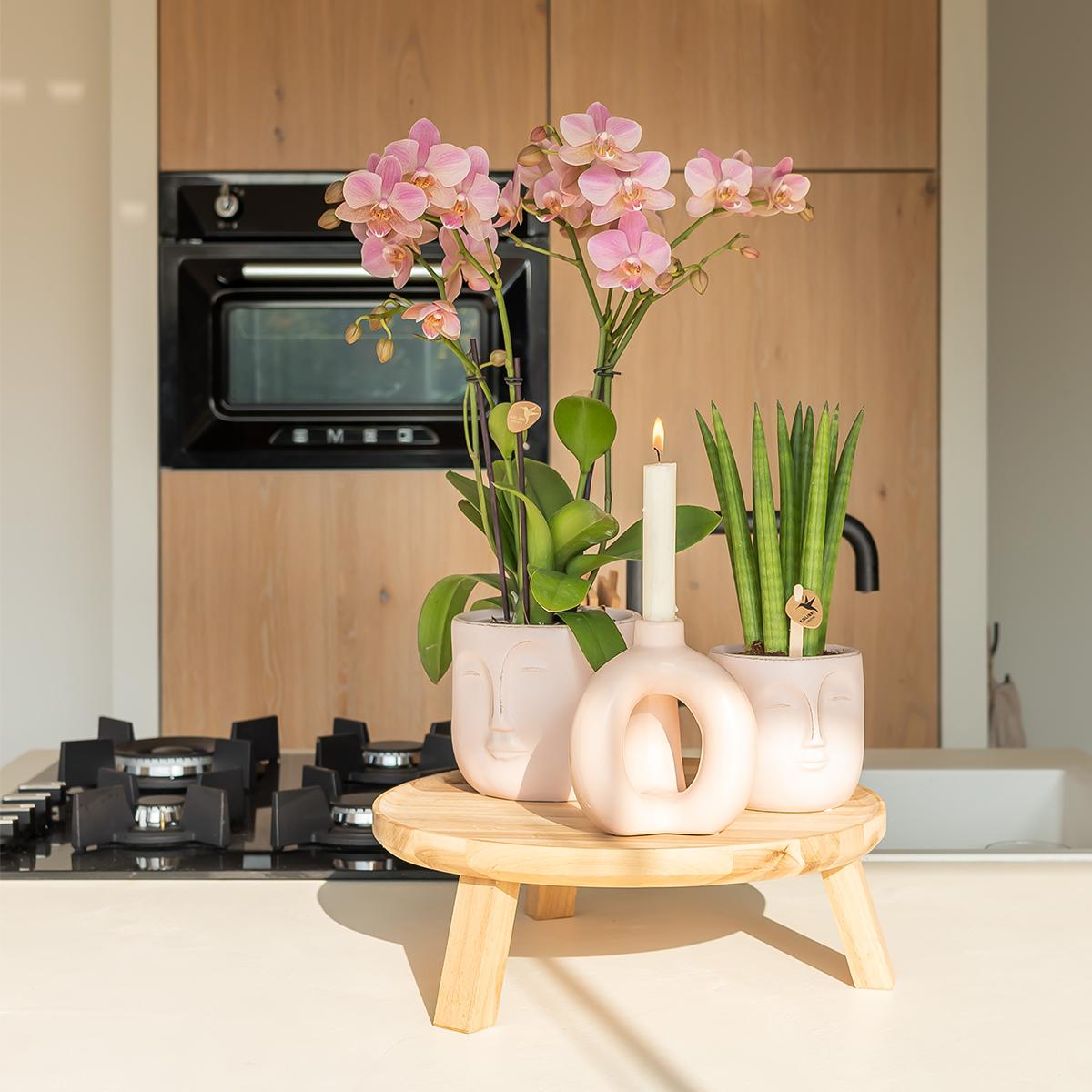 Oudroze Phalaenopsis orchidee - Jewel Treviso - potmaat Ø9cm