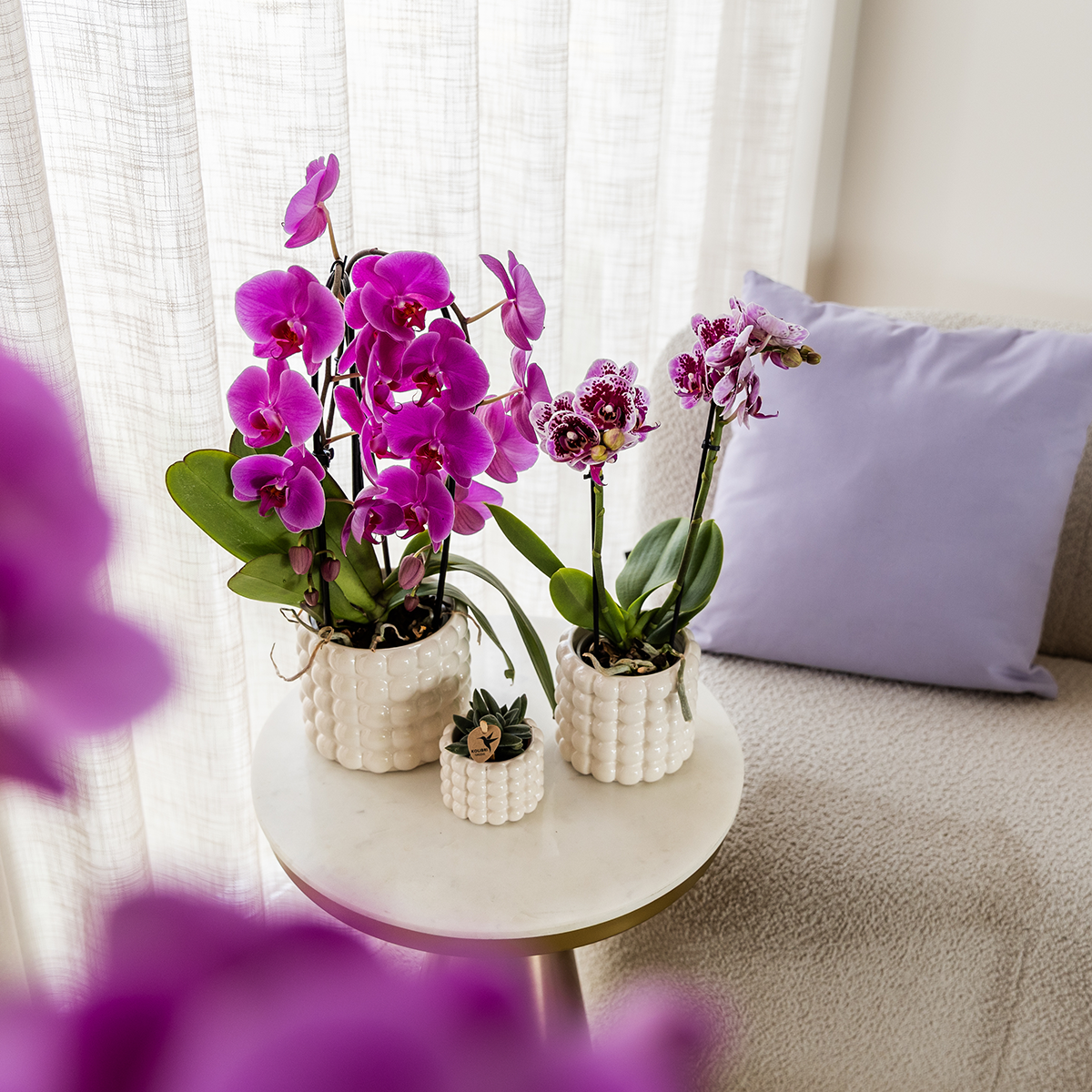 Paarse phalaenopsis orchidee potmaat Ø12cm - Freeride