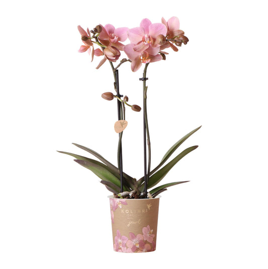 Oudroze Phalaenopsis orchidee - Jewel Treviso - potmaat Ø9cm