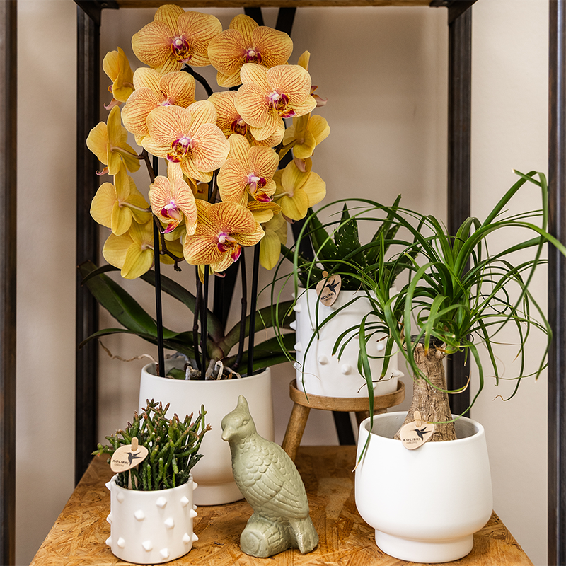 Oranje phalaenopsis orchidee potmaat Ø12cm - Sunny Bunny