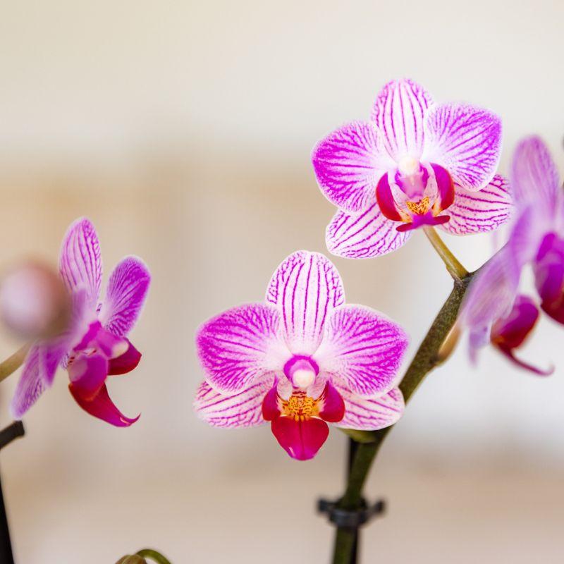 Roze phalaenopsis orchidee potmaat Ø9cm - Switzerland