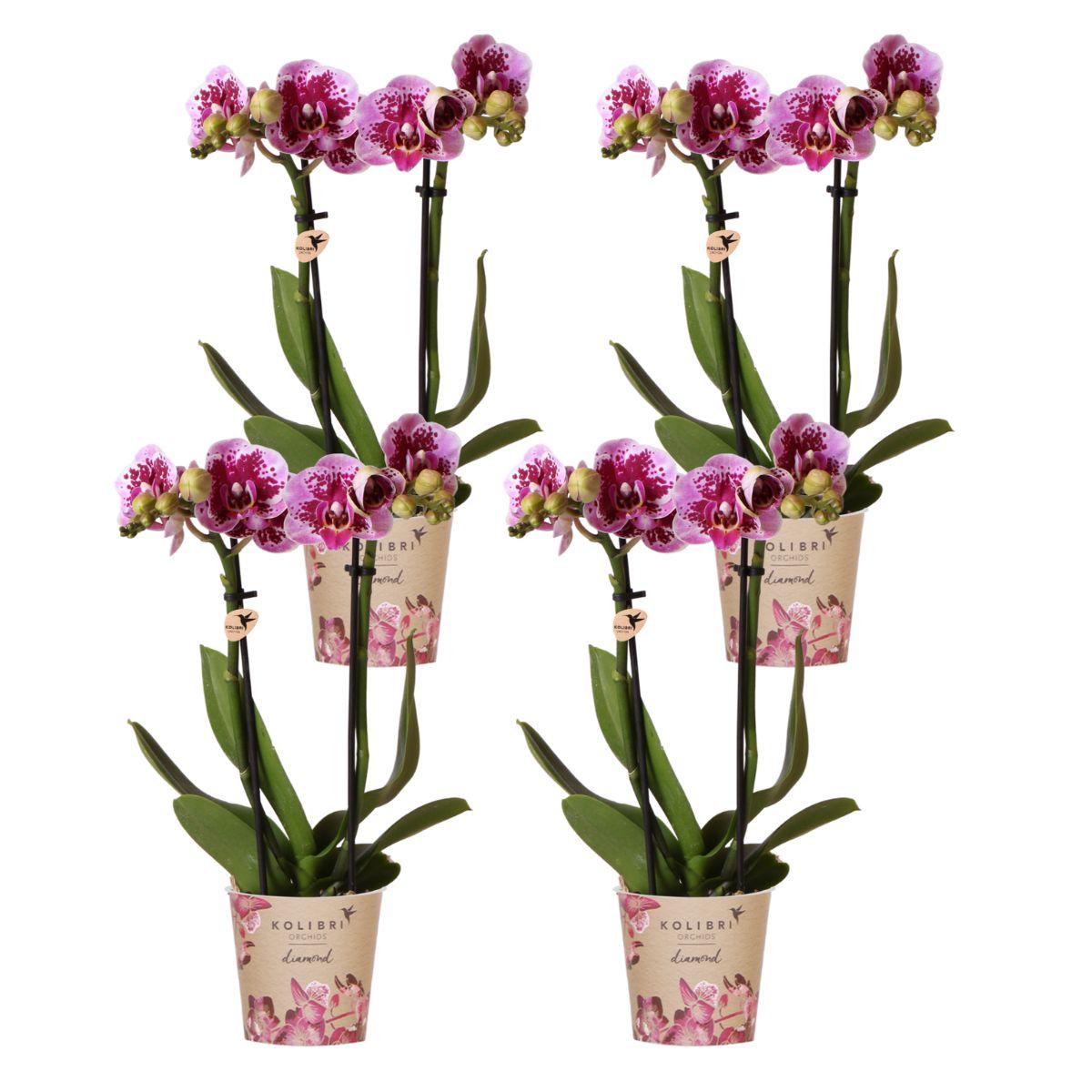 4 roze paarse phalaenopsis orchideeën - El Salvador - potmaat Ø9cm | COMBI-DEAL