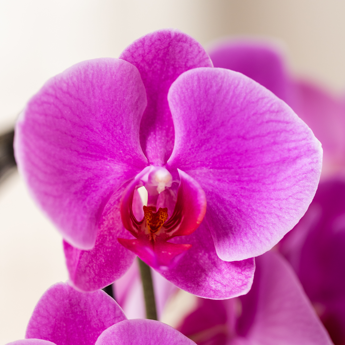 Paarse phalaenopsis orchidee potmaat Ø12cm - Freeride