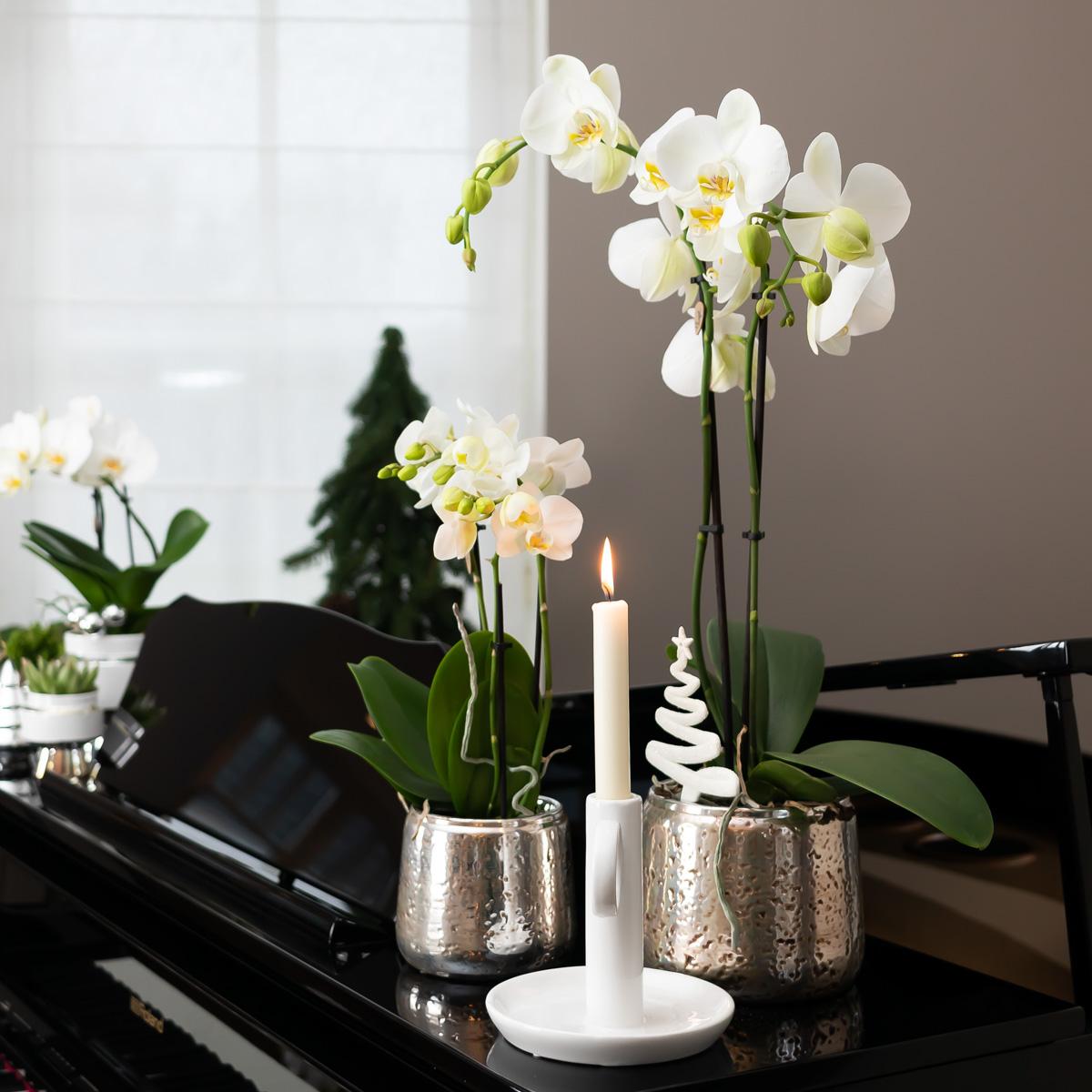 Witte Phalaenopsis orchidee – Amabilis + Luxury sierpot zilver – potmaat Ø9cm – 40cm hoog