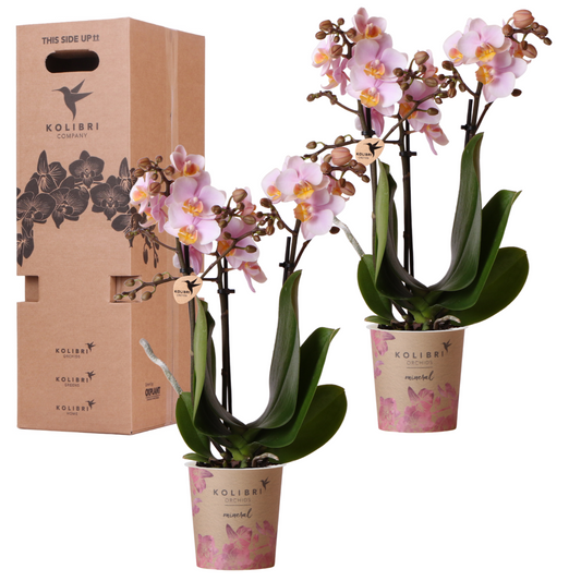 Surprise box mix -  2 orchideeën Ø9cm