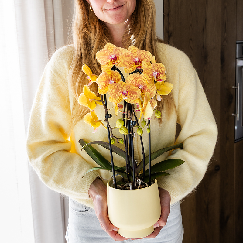 Oranje phalaenopsis orchidee potmaat Ø12cm - Sunny Bunny