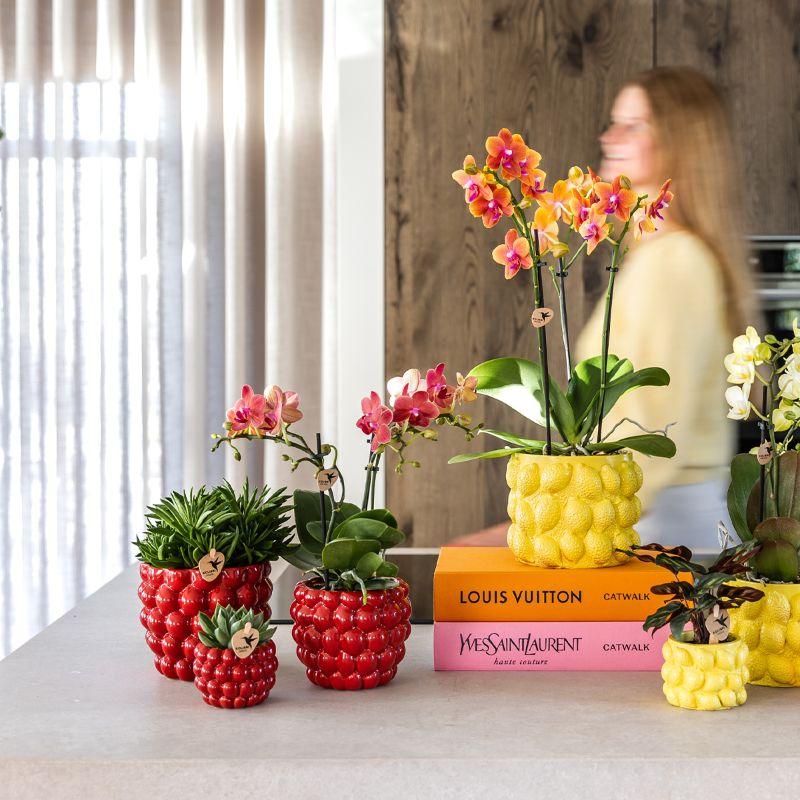 Plantenset Rode Phalaenopsis Orchidee Congo en Succulenten incl. keramieken Berry sierpotten