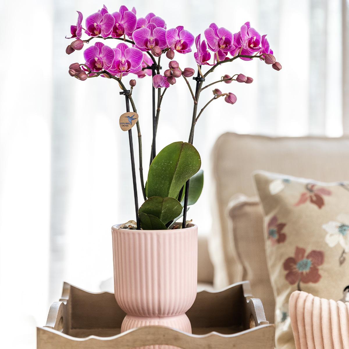 Roze paarse phalaenopsis orchidee - El Salvador + Diabolo pink - potmaat Ø9cm