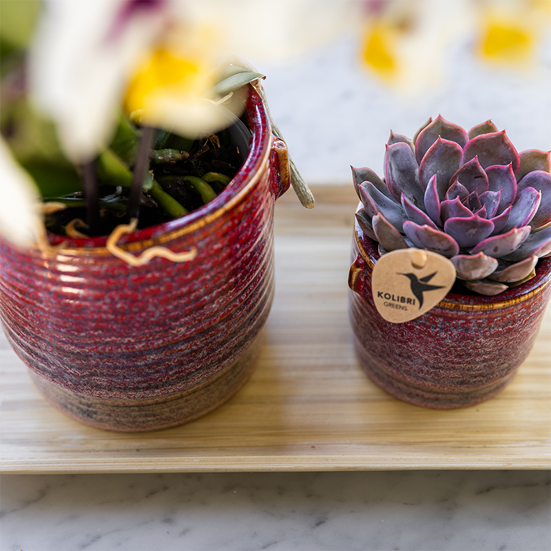 Gift set Aura - Roze Phalaenopsis orchidee Congo met groene plant in Aura sierpotten op bamboe dienblad