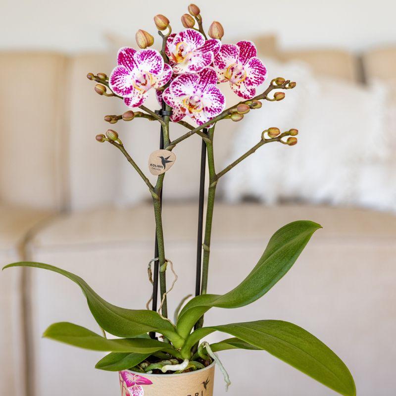Roze paarse phalaenopsis orchidee potmaat Ø9cm - Bora Bora