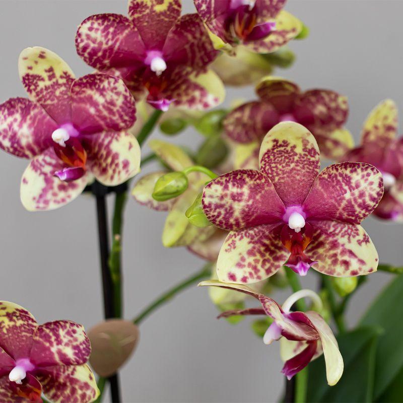 Oranje gele phalaenopsis orchidee potmaat Ø9cm - Grosseto