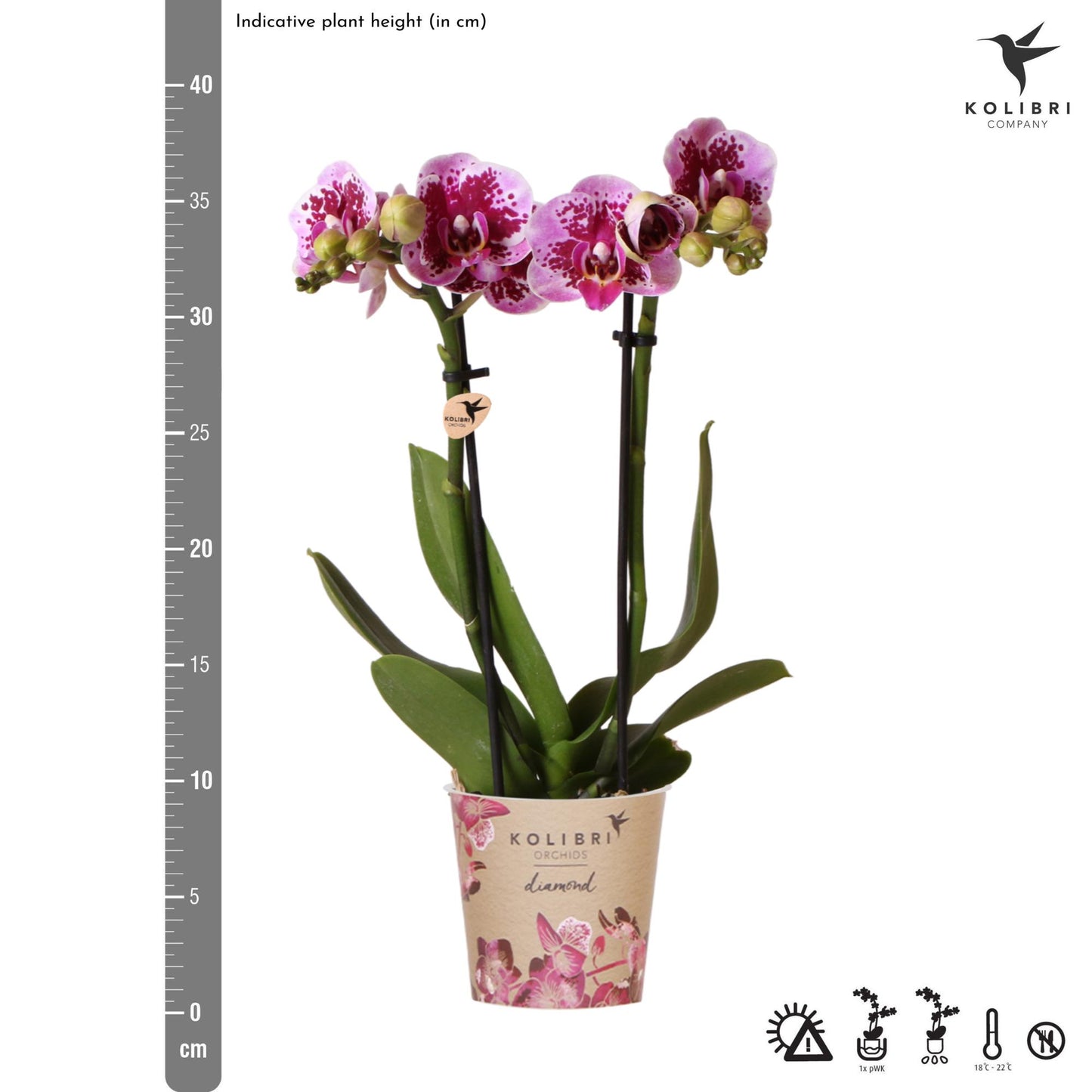 Roze paarse phalaenopsis orchidee potmaat Ø9cm | El Salvador