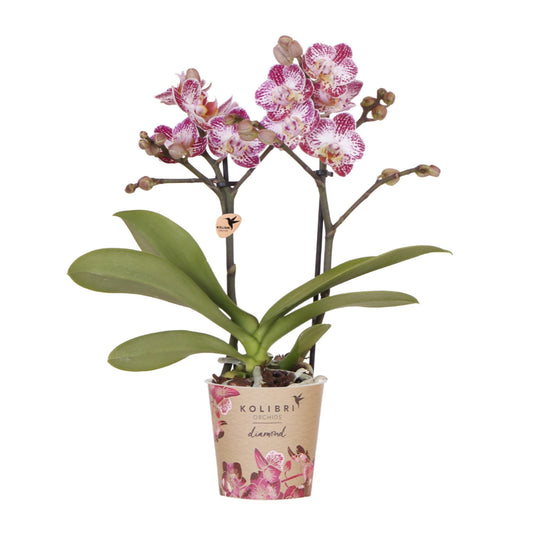 Roze paarse phalaenopsis orchidee potmaat Ø9cm - Bora Bora