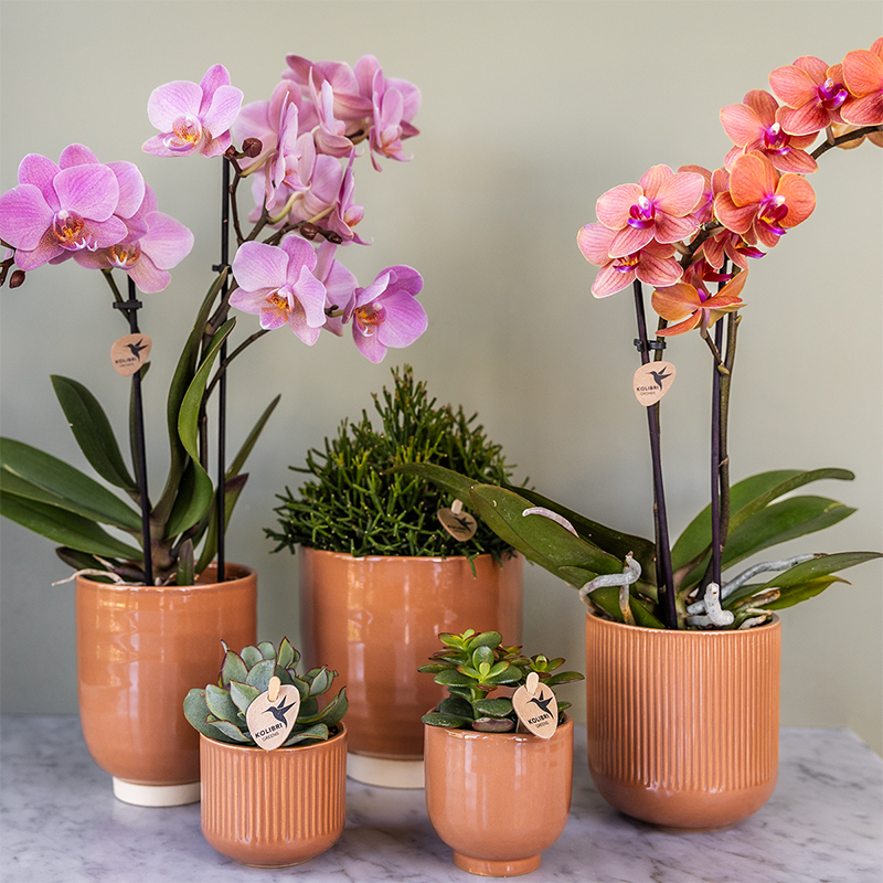 2 Phalaenopsis orchideeën - Treviso - potmaat Ø9cm | COMBI DEAL