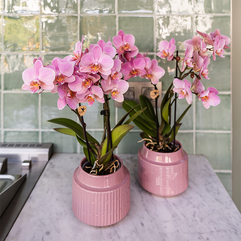 4 orchideeën - Treviso - potmaat Ø9cm | COMBI-DEAL