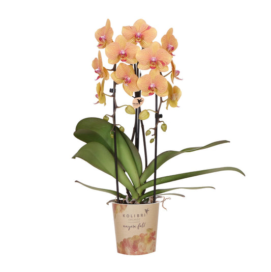 Oranje phalaenopsis orchidee potmaat Ø12cm - Sunny Bunny