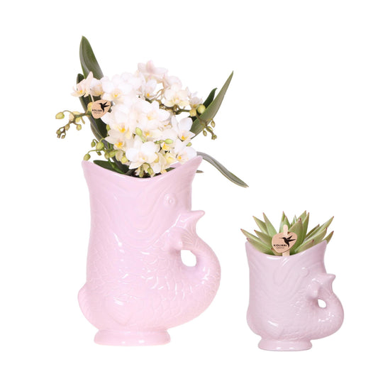 Set van witte orchidee Nazaré en succulent in Fish sierpot roze - potmaat Ø9cm & Ø6cm