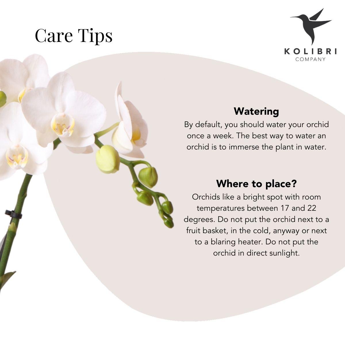 Witte Phalaenopsis orchidee – Amabilis + Luxury sierpot gold – potmaat Ø9cm – 40cm hoog
