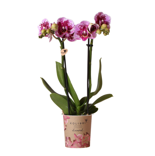 Roze paarse phalaenopsis orchidee potmaat Ø9cm | El Salvador