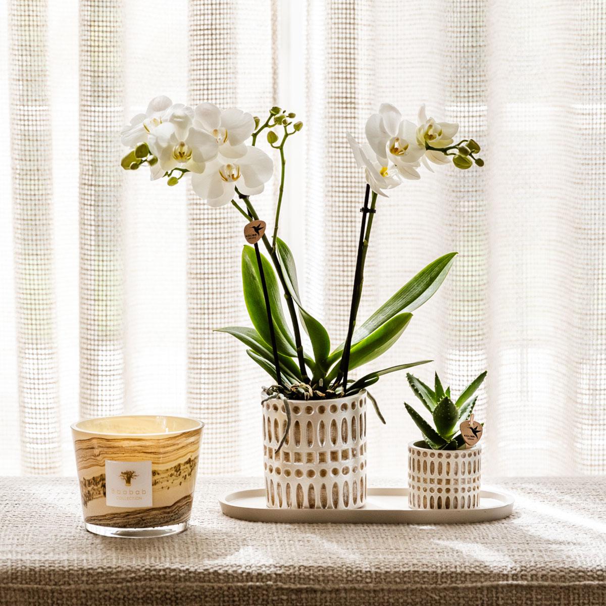 Ensemble de plantes Le Chic petit | Orchidée Phalaenopsis blanche, Amabilis et succulente, avec pots décoratifs en céramique