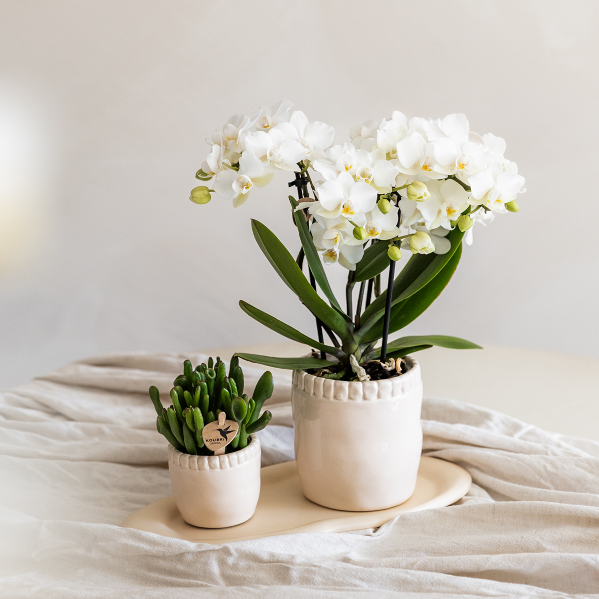 Witte phalaenopsis orchidee potmaat Ø9cm - Zürich