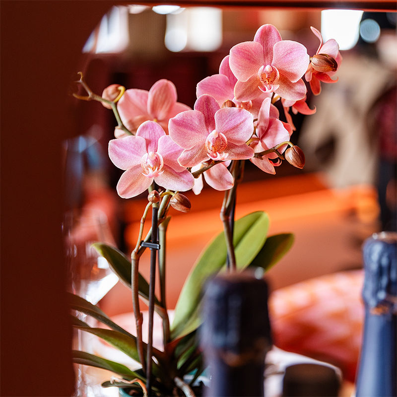 2 Phalaenopsis orchideeën - Treviso - potmaat Ø9cm | COMBI DEAL