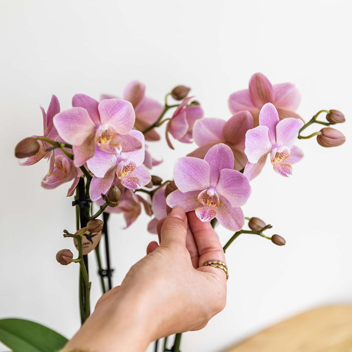 Oudroze Phalaenopsis orchidee - Jewel Treviso - potmaat Ø9cm