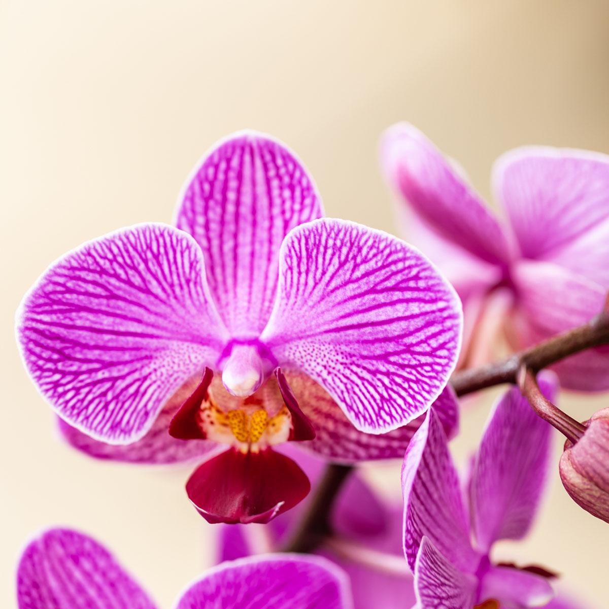 Surprise box mix | Planten voordeel box | verrassingsbox met 2 verschillende orchideeën Ø9cm