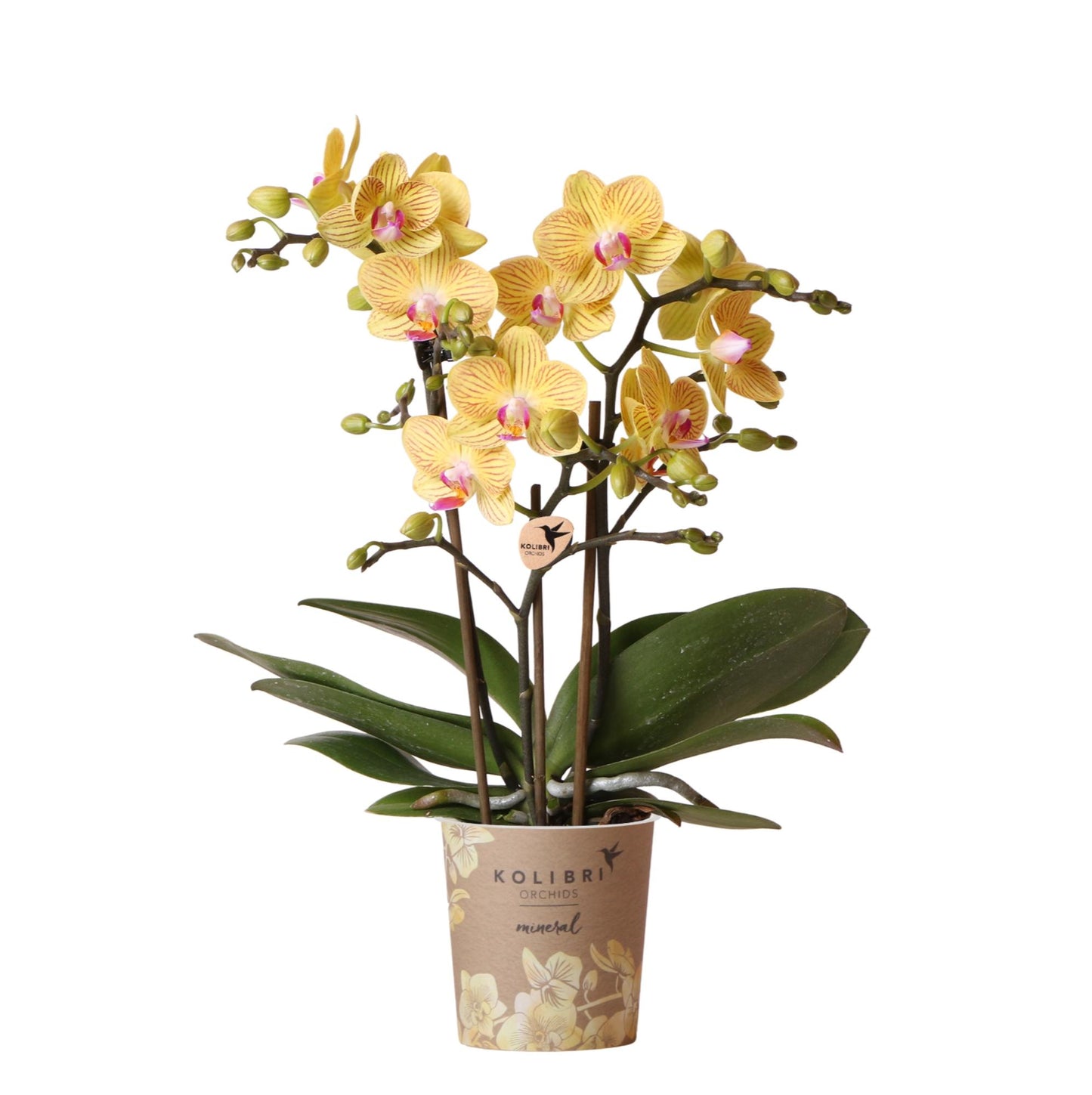 Orchidée Phalaenopsis jaune - Lima - pot Ø9cm