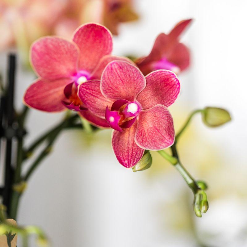 Plantenset Rode Phalaenopsis Orchidee Congo en Succulenten incl. keramieken Berry sierpotten