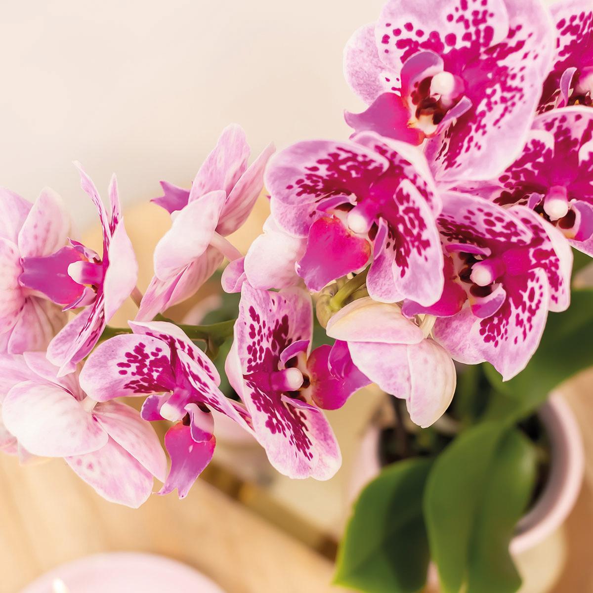 4 roze paarse phalaenopsis orchideeën - El Salvador - potmaat Ø9cm | COMBI-DEAL