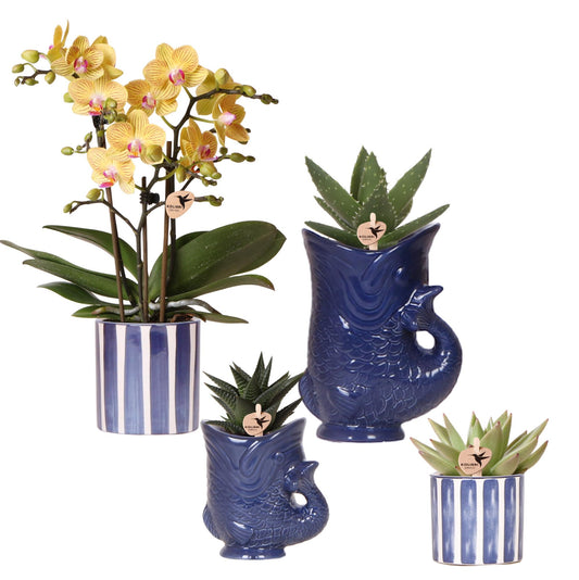 Set van orchidee Lima en succulenten in keramieken sierpotten - potmaat Ø9cm & Ø6cm
