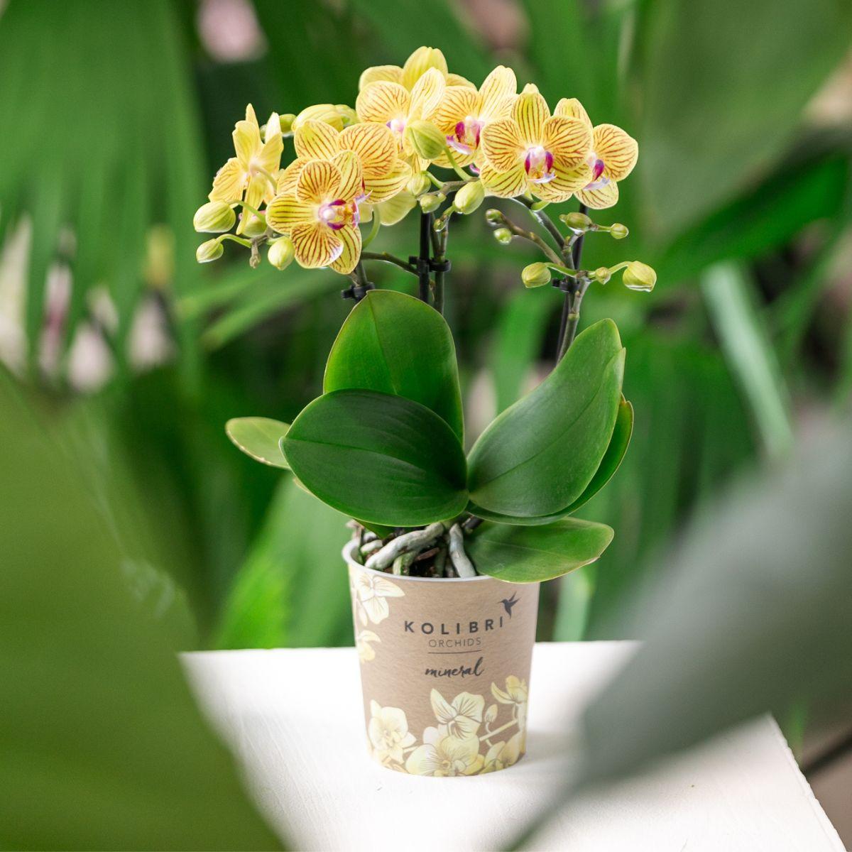 Orchidée Phalaenopsis jaune - Lima - pot Ø9cm