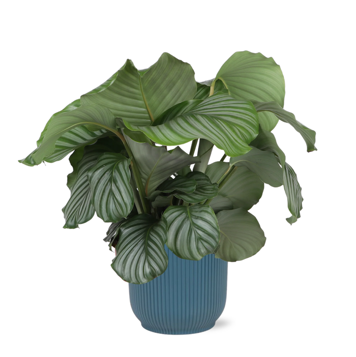 Calathea Orbifolia + elho Vibes Fold Round