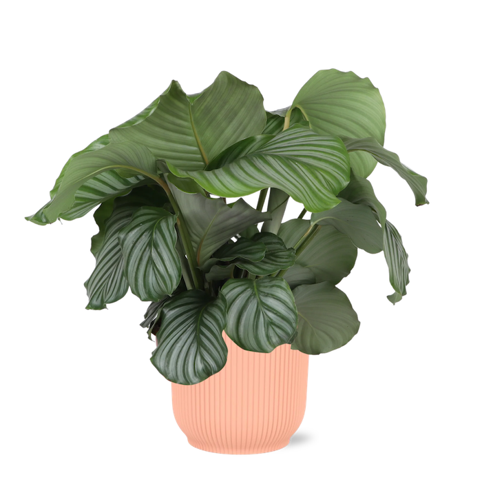 Calathea Orbifolia + elho Vibes Fold Round