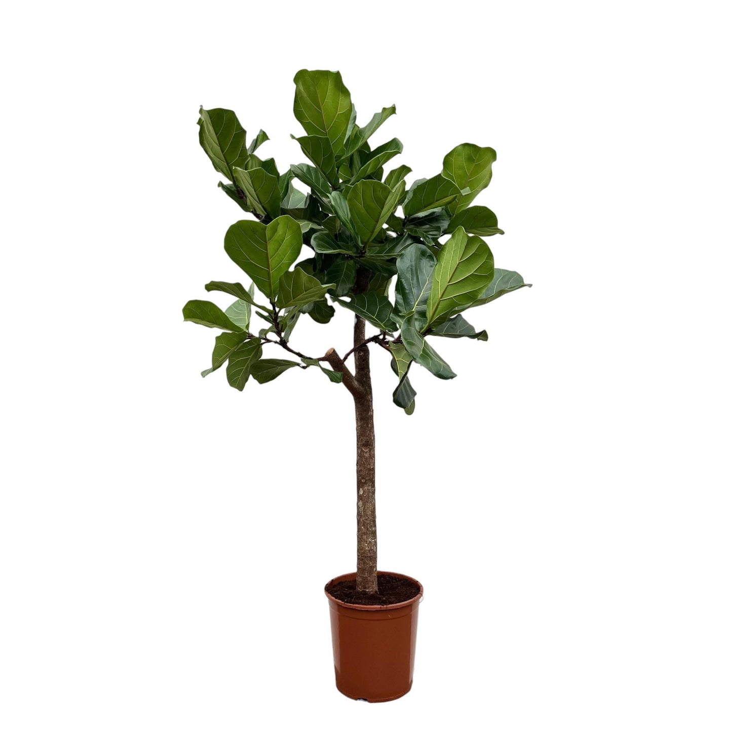 Ficus Lyrata op stam
