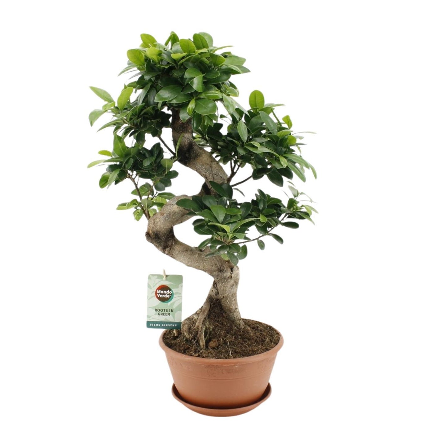 Ficus Ginseng Bonsai