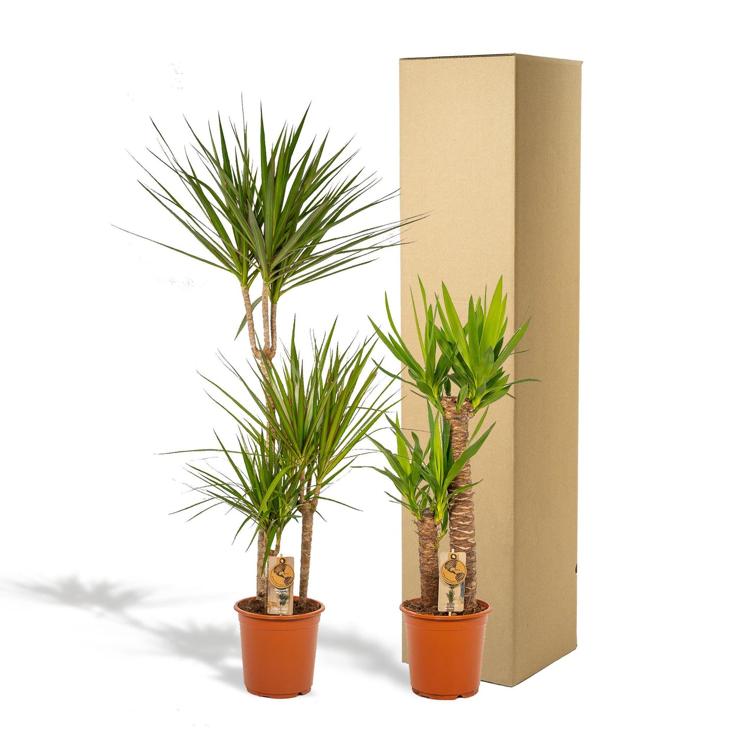 Combi deal: Dracaena (120 cm) + Yucca (100 cm)