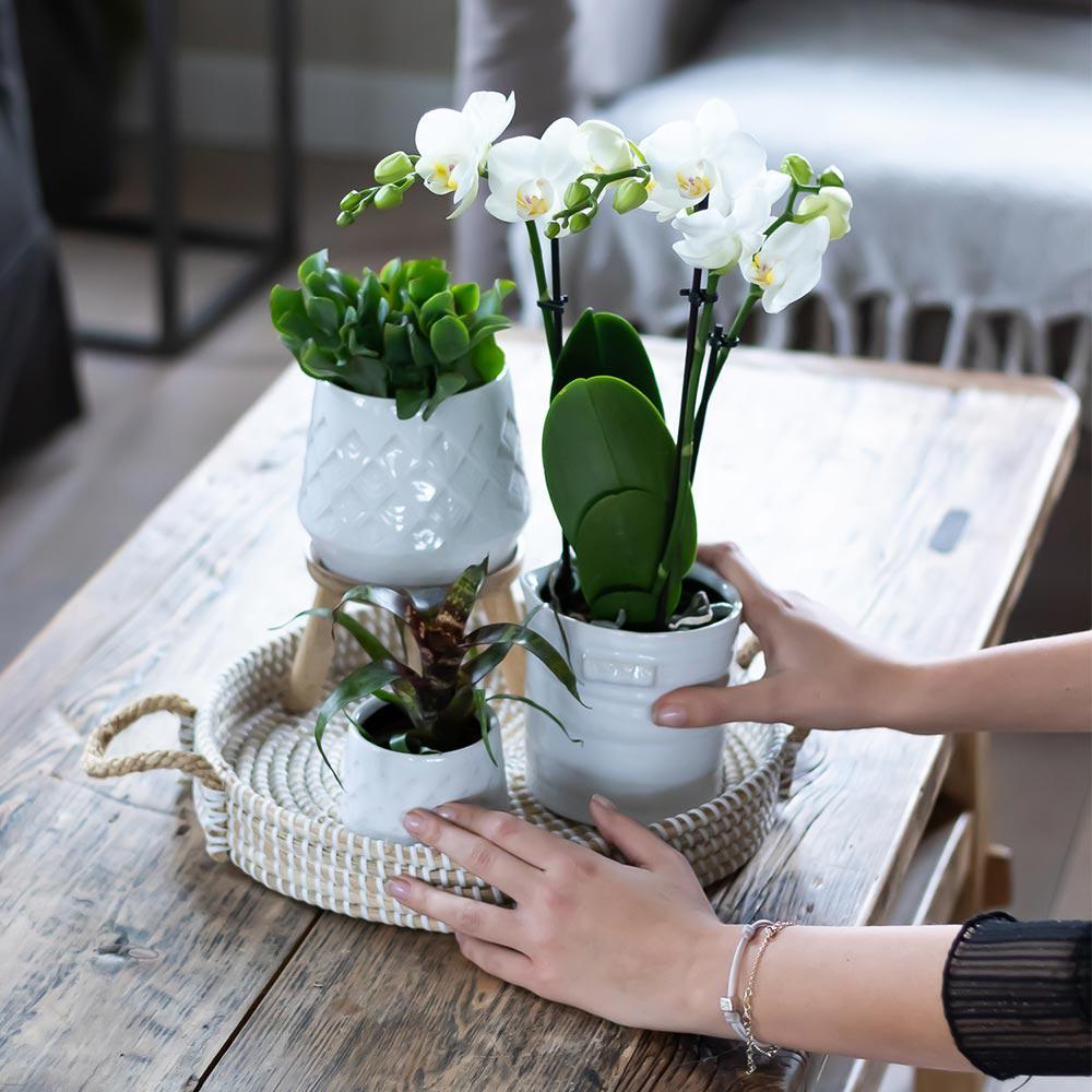 Hummingbird Home | Bol décoratif - Plateau tressé blanc Ø30cm