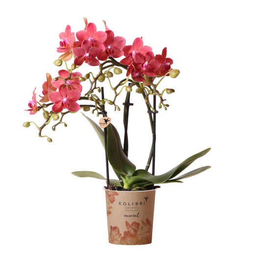 rode Phalaenopsis orchidee - Congo - potmaat Ø9cm