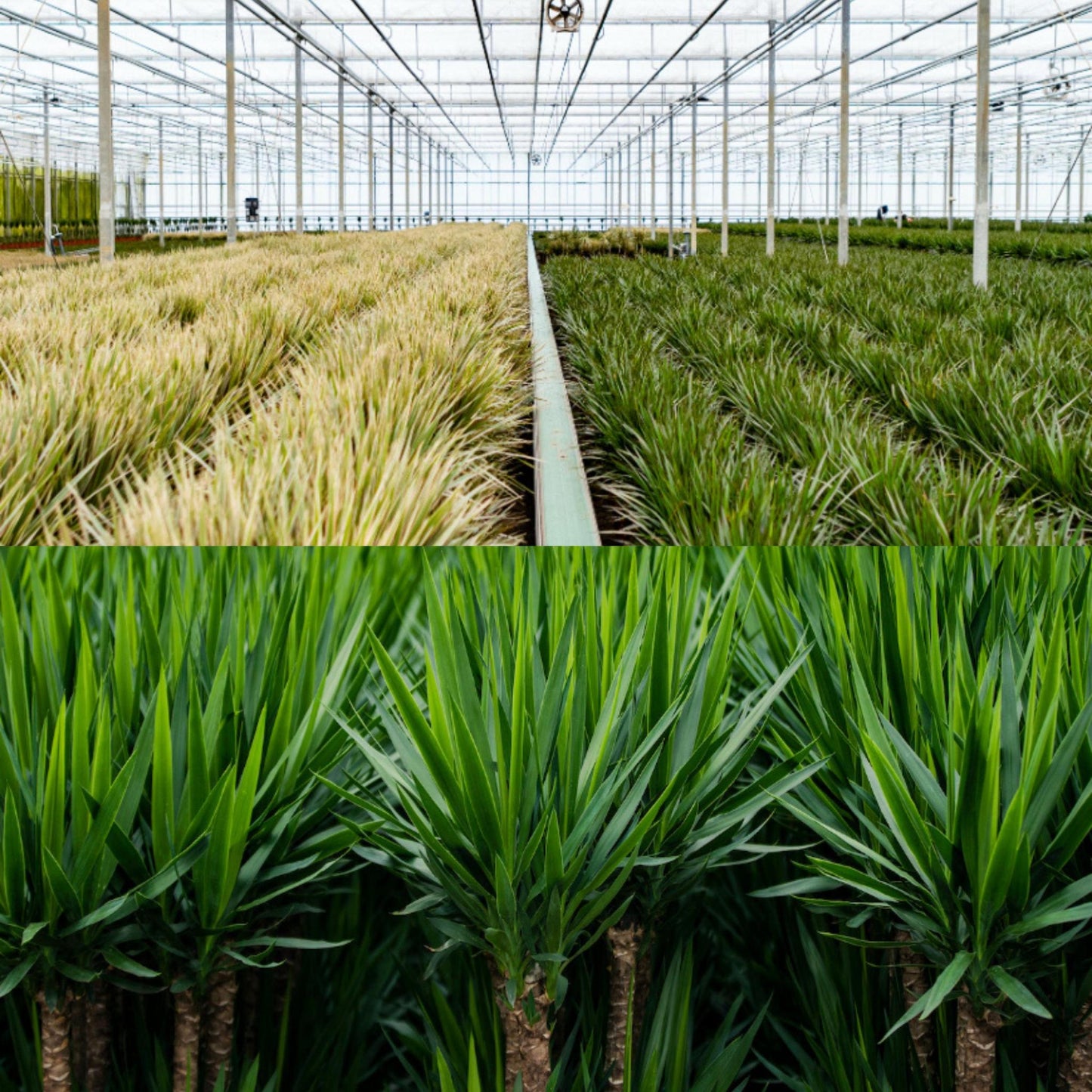 Combi deal: Dracaena (120 cm) + Yucca (100 cm)