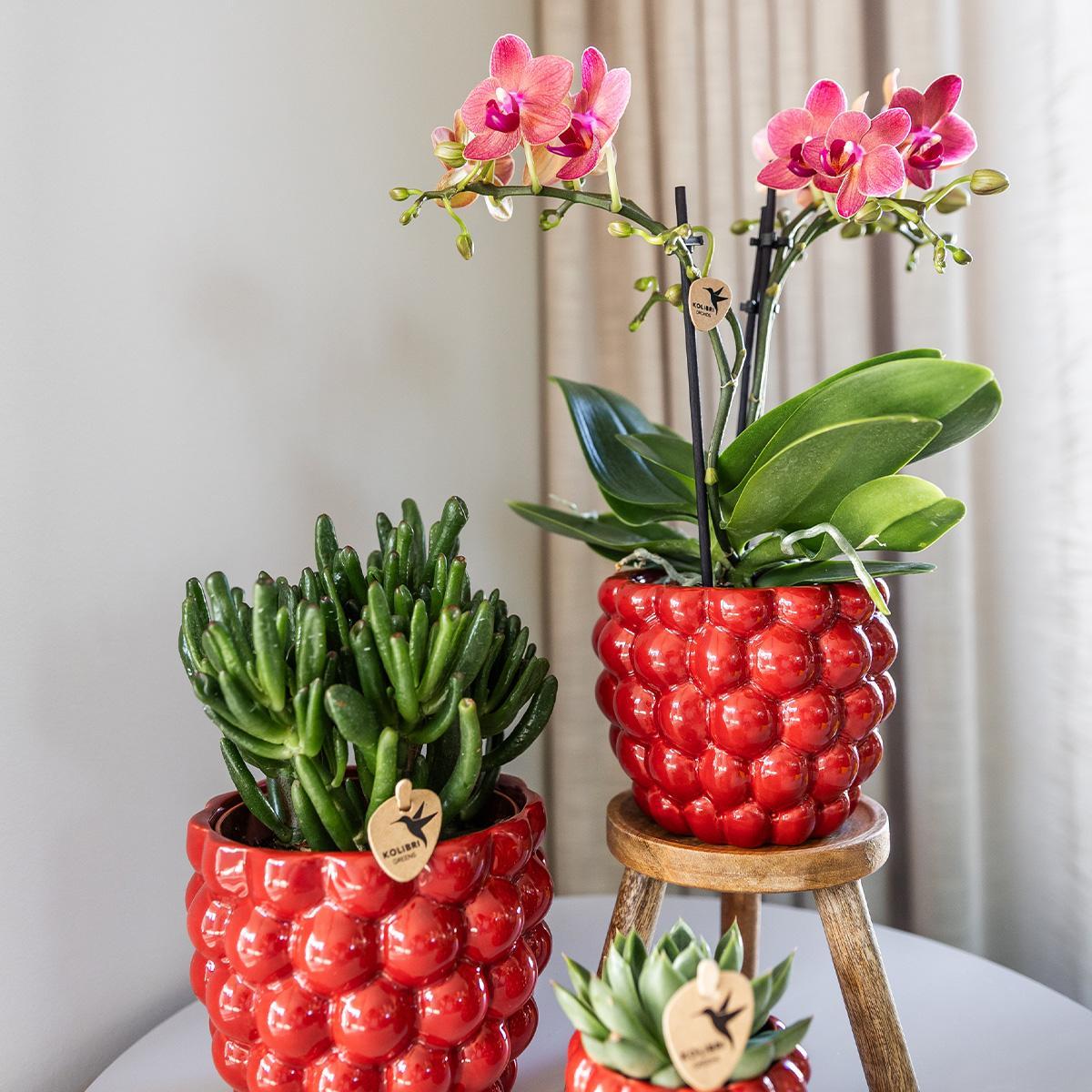 Berry pot